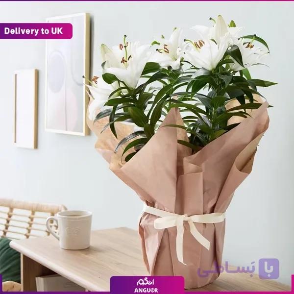 گلدان لیلیوم ( تحویل در انگلستان)