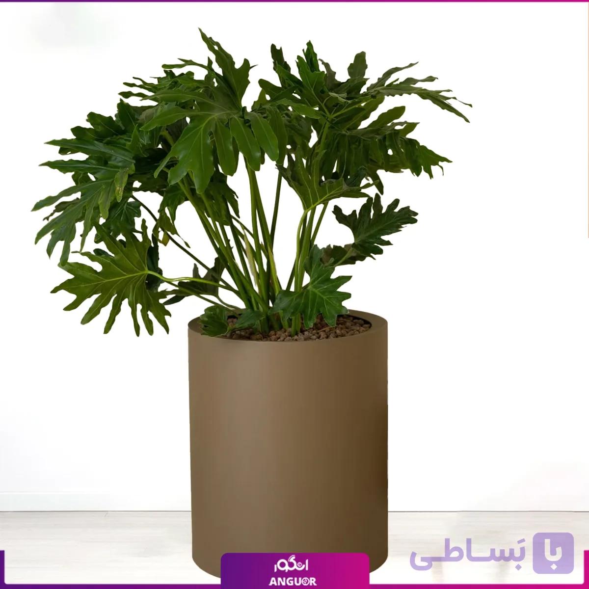 مونسترا (برگ انجیری) با گلدان کلکسیونی