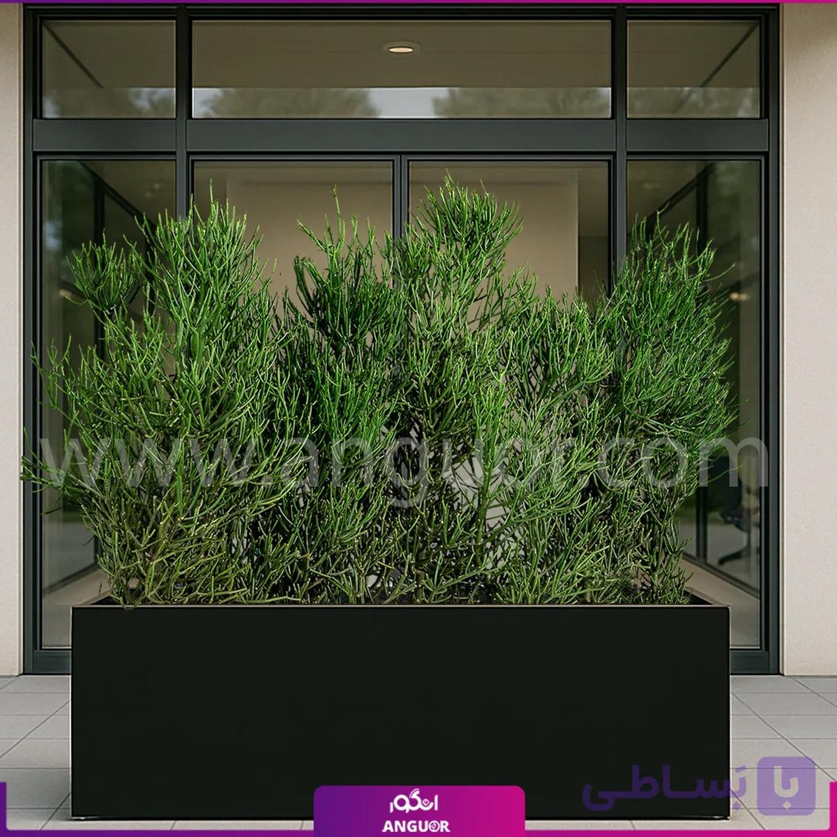 فلاور باکس افوربیا تیروکالی گلدان 120 سانتی