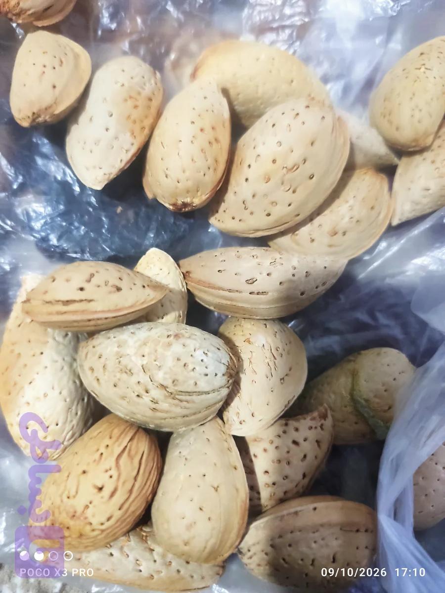 بادام سنگی شیرین و تو پر آذربایجان یک کیلویی