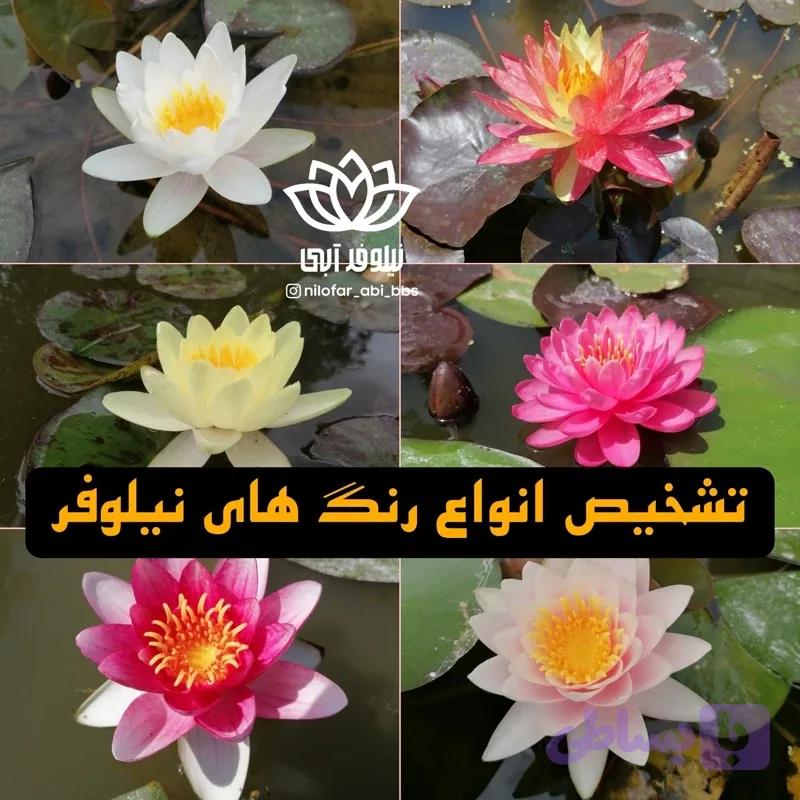 گل و گیاه نیلوفرآبی هلندی ( بوته )
