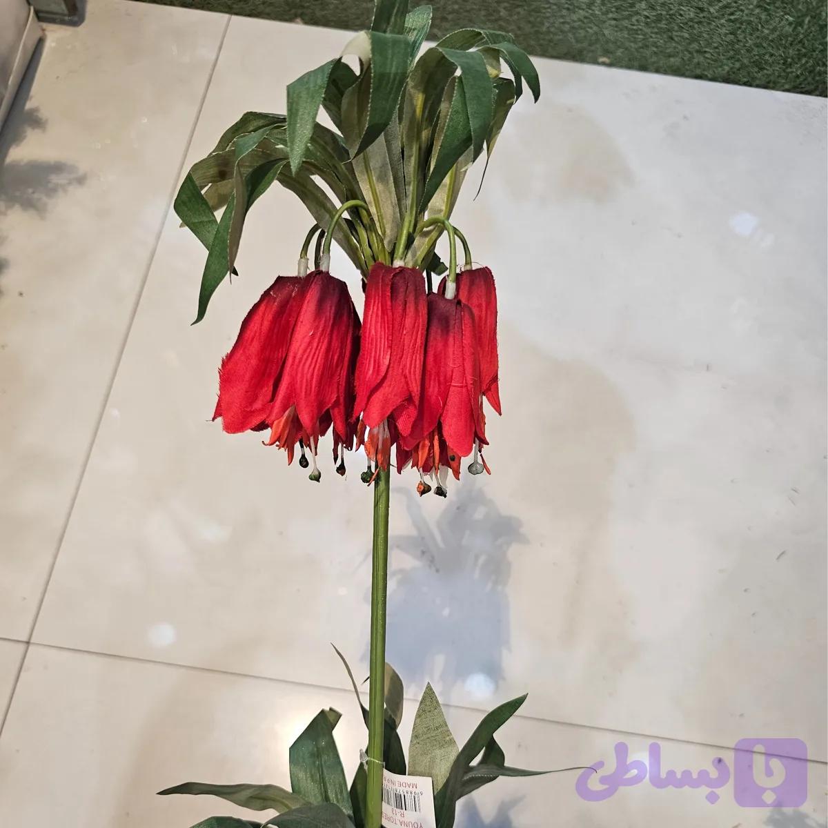 شاخه لاله واژگون قرمز